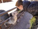 DSC00810 190704a llama petting 202